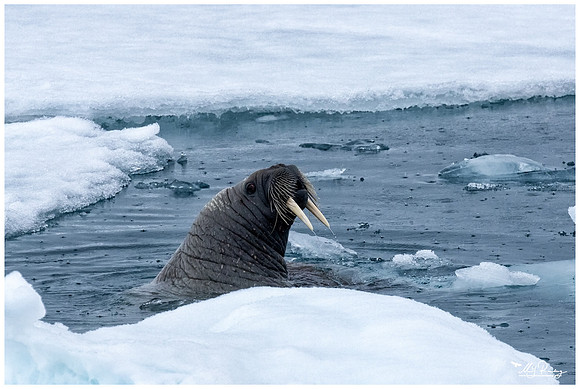 Walrus at Torellneset at the south west coast of the Nordaustlandet Island.