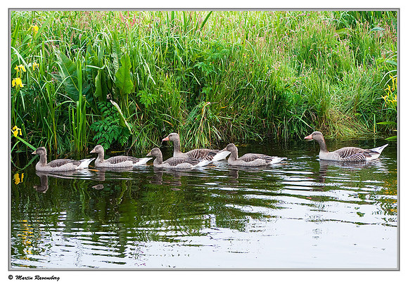 Greylag Goose (Grauwe Gans) at the Reeuwijkse Plassen