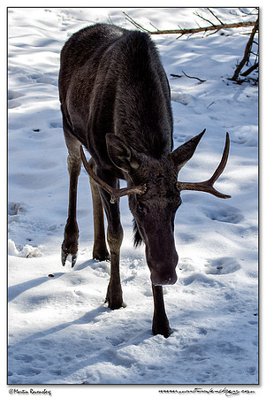 Moose (Eland) at the Bavarian Forest National Park
