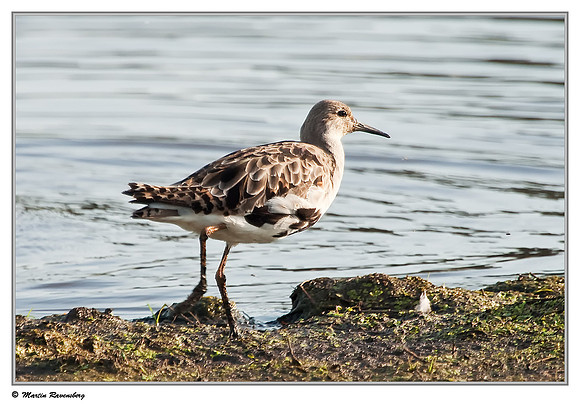 Ruff (Kemphaan) at the Groene Jonker nature area near Nieuwkoop