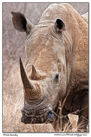 White Rhinoceros (Witte Neushoorn) at the Hlane Royal National Park