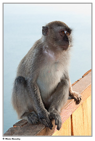 Long-tailed Macaque at a viewpoint over the Toba Lake near Prapat