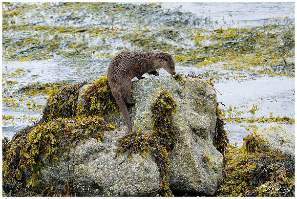 Eurasian Otter (Europese Otter) on the Isle of Mull - Scotland