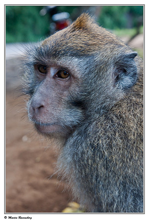 Long-tailed Macaque
