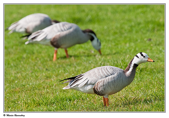 Bar-headed Goose  (Indische Gans) at the Reeuwijkse Plassen