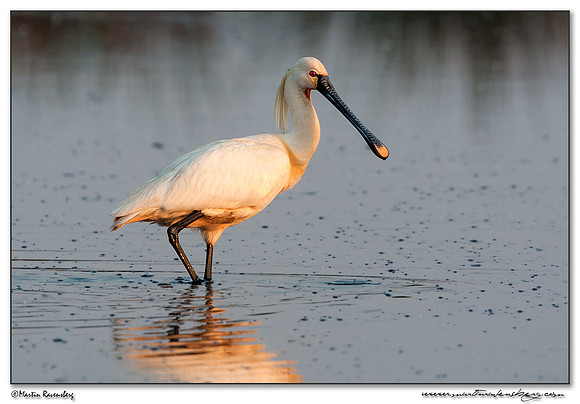 Eurasian Spoonbill or Common Spoonbill (Lepelaar) at the Groene Jonker nature area near Nieuwkoop