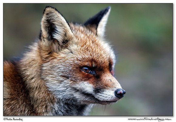 Red Fox (Vos) at the Amsterdamse Waterleiding Duinen Nature Reserve