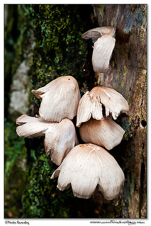 Unknown Mushroom species at the Hoge Veluwe National Park