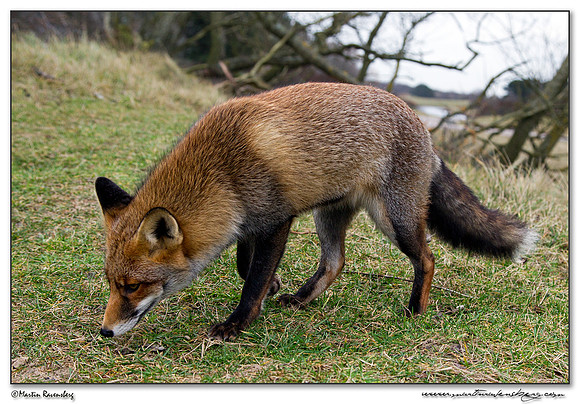 Red Fox (Vos) at the Amsterdamse Waterleiding Duinen Nature Reserve
