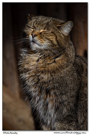 Wildcat (Wilde Kat) at the Bavarian Forest National Park