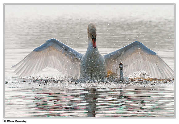 'Wild Goose Chase'  - Mute Swan (Knobbelzwaan) & Domestic Goose near Hazerswoude, Spookverlaat - Amalia Hut