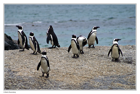 African Penguin near Simon's Town