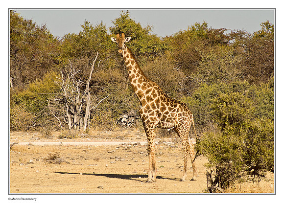 Southern Giraffe in Etosha National Park