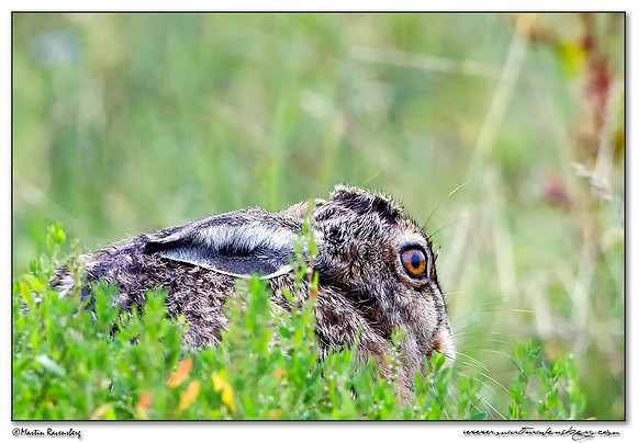European Hare (Haas) in the polders Eemland near Eemnes