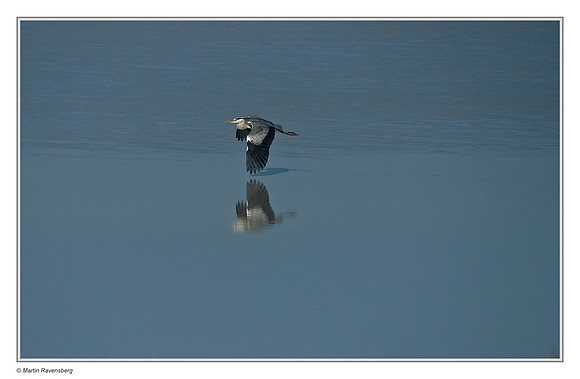 Grey Heron flying over the Etosha Pan in Etosha National Park