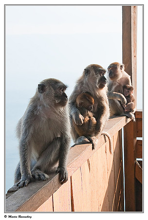 Long-tailed Macaque at a viewpoint over the Toba Lake near Prapat