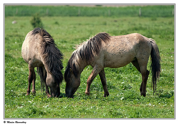Konikhorses (Konikpaard) at the Oostvaardersplassen - Oostvaardersveld viewpoint