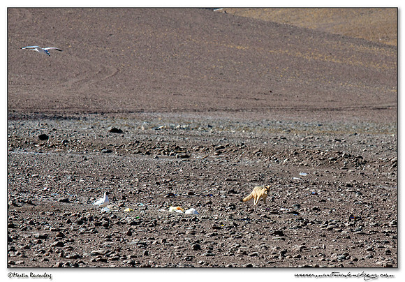 An Culpeo Zorro or Andean fox (Andes Vos) at the Bolivean border