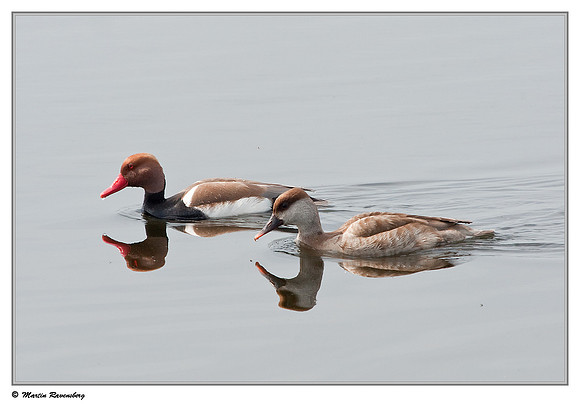 Red-crested Pochard (Krooneend) at the Reeuwijkse Plassen