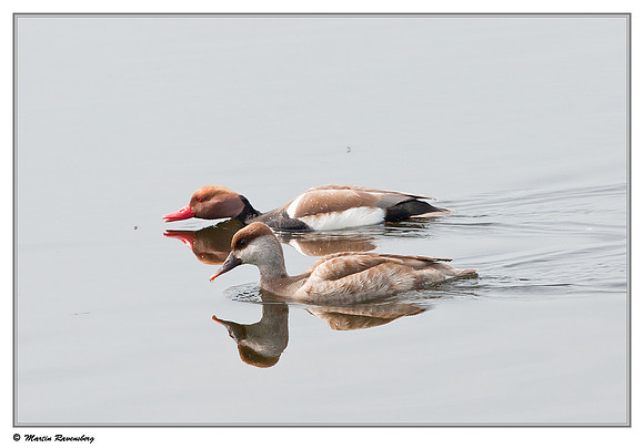 Red-crested Pochard (Krooneend) at the Reeuwijkse Plassen