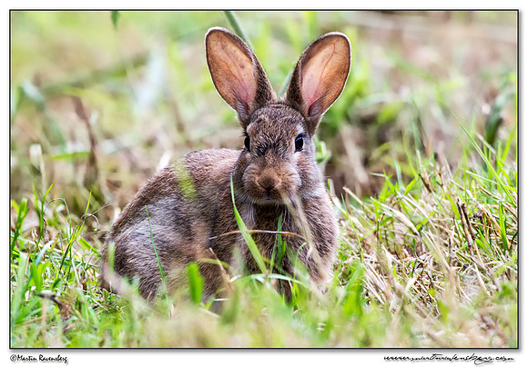 Rabbit (Konijn) at the Groene Jonker nature area near Noorden