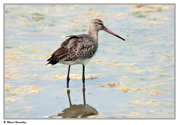 Black-tailed Godwit (Grutto) at the Starrevaart lake near Stompwijk