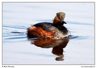 Grebes
