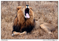 South Africa & Swaziland (2010)