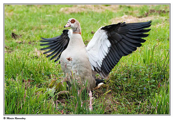 Egyptian Goose (Nijlgans) at the Reeuwijkse Plassen