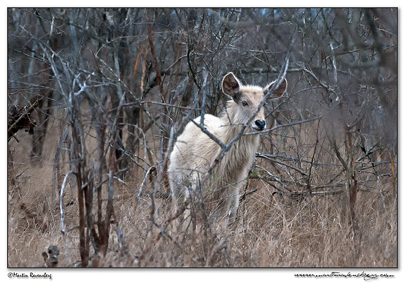 An albine Waterbuck (Waterbok) at the Hlane Royal National Park