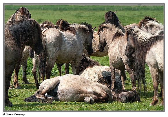 Konikhorses (Koningspaard) at the Oostvaardersplassen - Oostvaardersveld viewpoint