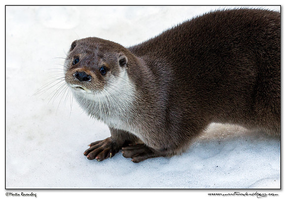 European Otter (Europese Otter) at the Bavarian Forest National Park