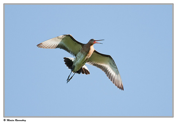 Black-tailed Godwit (Grutto) near Hazerswoude in the meadow birds reserve De Wilck