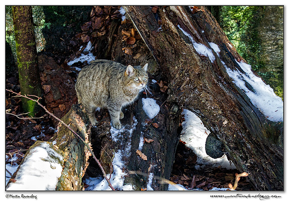 Wildcat (Wilde Kat) at the Bavarian Forest National Park