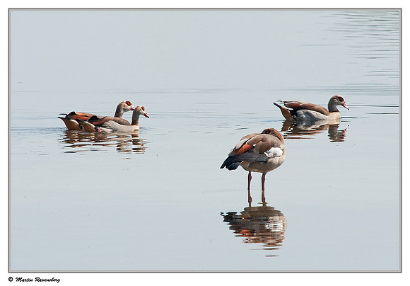 Egyptian Goose (Nijlgans) at the Reeuwijkse Plassen