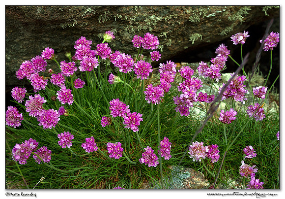 Marsh Daisy (Engels Gras)