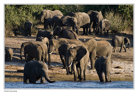 Savanna Elephants
