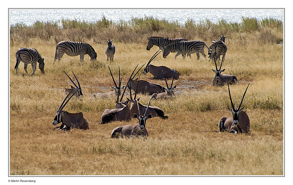 Burchell's Zebra & Gemsbok  in Etosha National Park