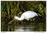 Spoonbills