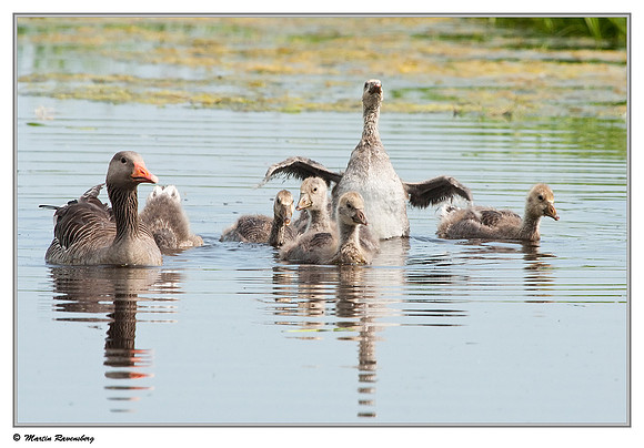 Greylag Goose (Grauwe Gans) at the Reeuwijkse Plassen