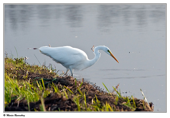 Great Egret (Grote Zilverreiger) near Hazerswoude in the meadow birds reserve De Wilck
