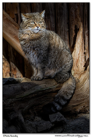 Wildcat (Wilde Kat) at the Bavarian Forest National Park