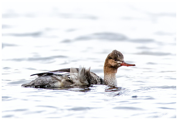 Red-breasted Merganser (Middelste Zaagbek) near Falsterbo