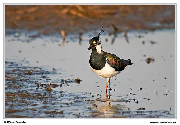 Northern Lapwing (Kievit) at the Groene Jonker nature area near Nieuwkoop