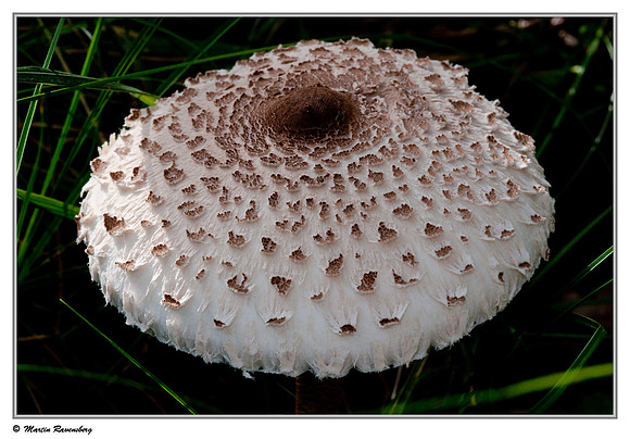 Parasol mushroom / Grote Parasolzwam (Macrolepiota procera) at the Amsterdamse Waterleiding Duinen