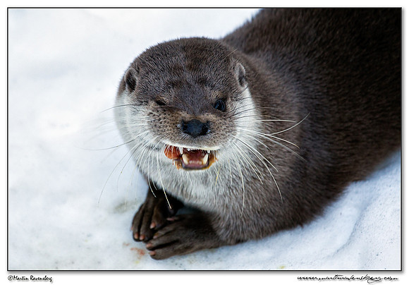 European Otter (Europese Otter) at the Bavarian Forest National Park