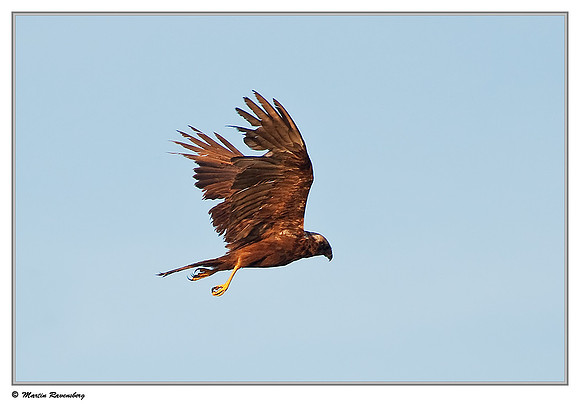 Western Marsh-harrier (Bruine Kiekendief) at the Groene Jonker nature area near Nieuwkoop