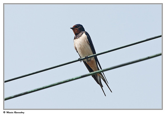 Barn Swallow (Boerenzwaluw) at the Reeuwijkse Plassen