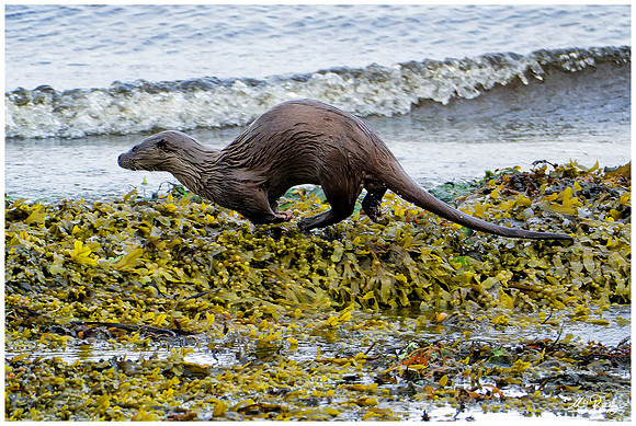 Eurasian Otter (Europese Otter) on the Isle of Mull - Scotland