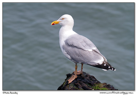 European Herring Gull (Zilvermeeuw) at Heligoland (Helgoland) - Germany